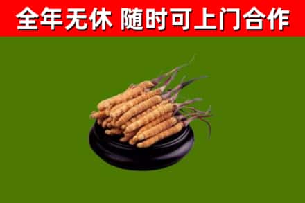 永丰回收散虫草