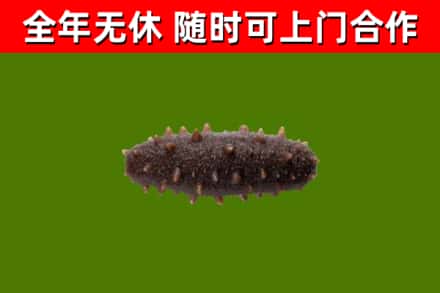 永丰回收海参干